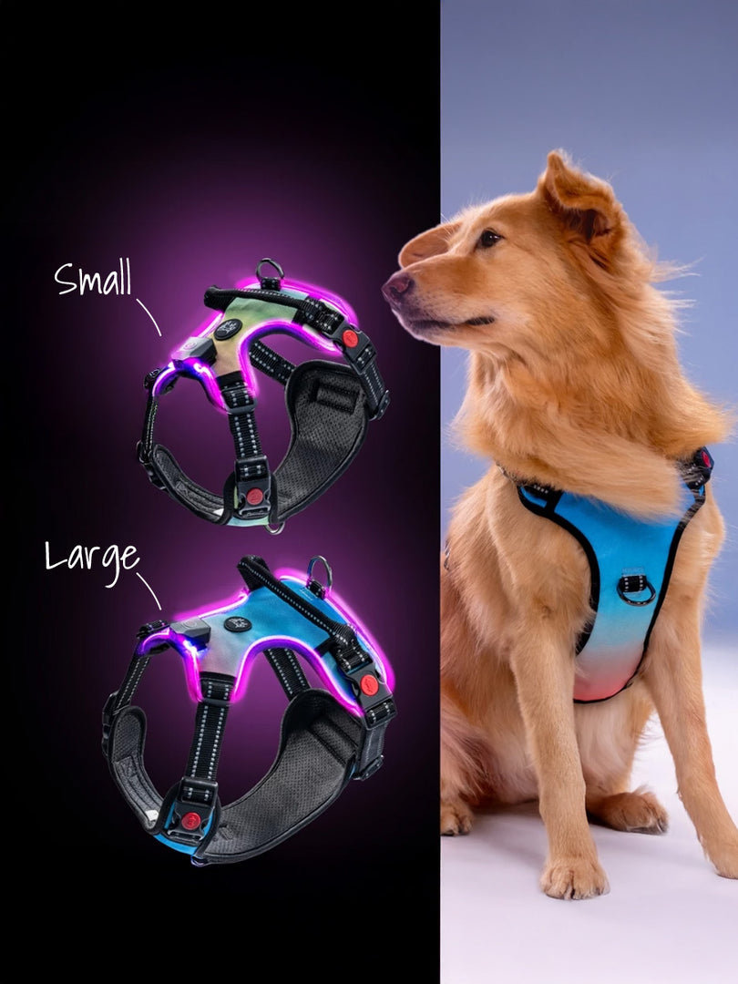 LED Dog Harness