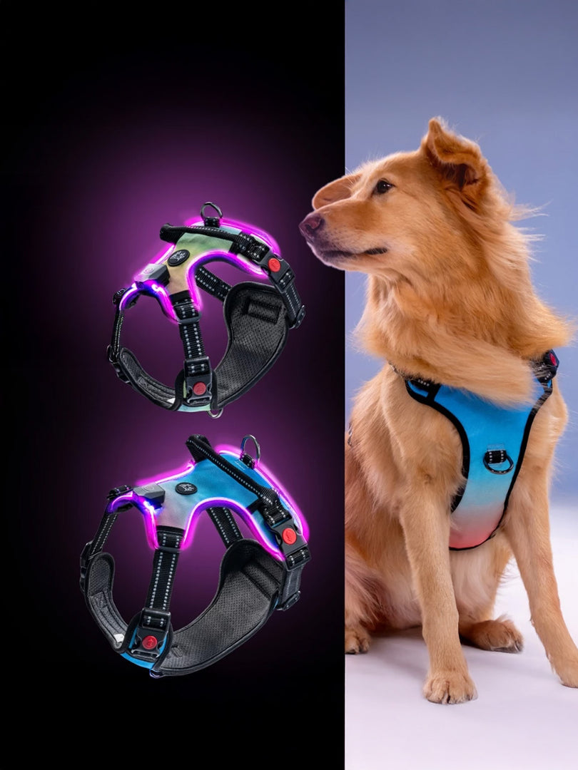 LED Dog Harness