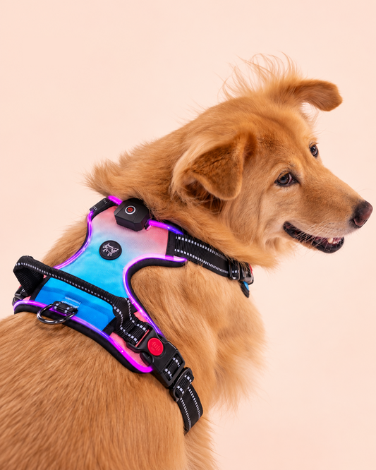 LED Dog Harness