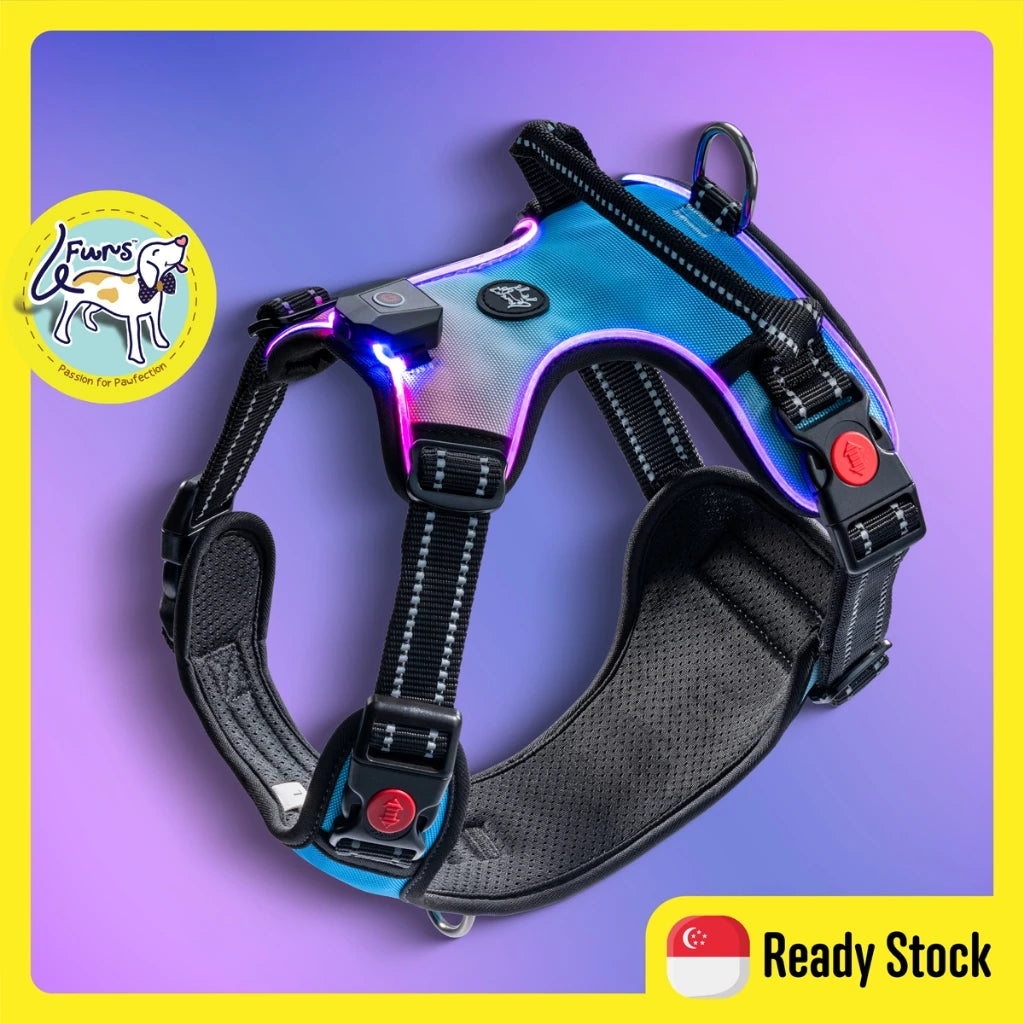 LED Dog Harness